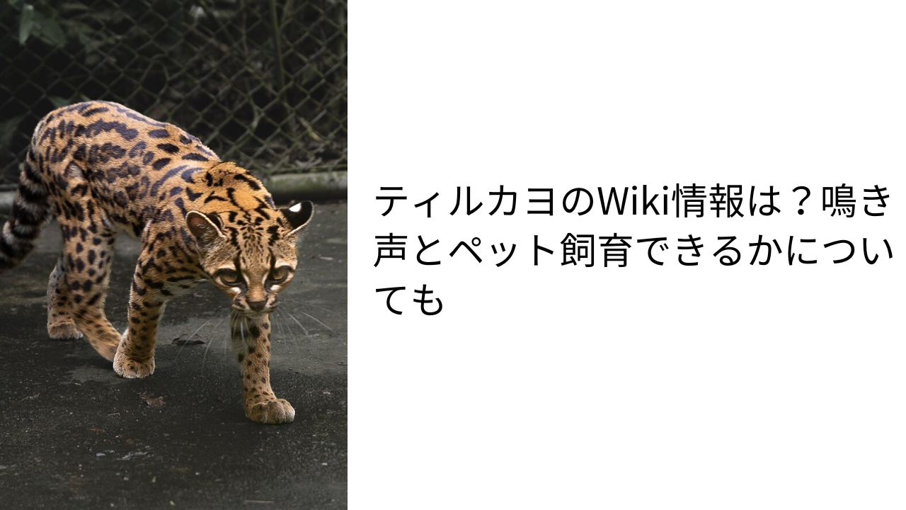 アイキャッチ画像です